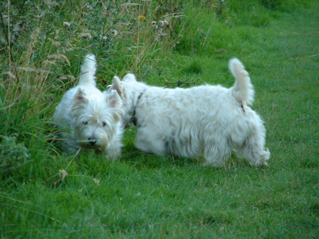 Gallery - Westie Lung Disease